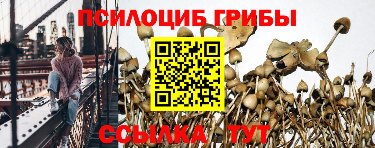Псилоцибиновые грибы мицелий Протвино